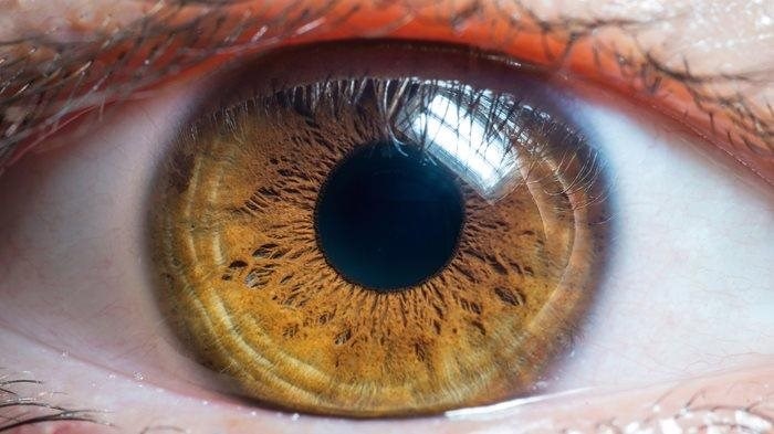 /COO/media/Media/Card images/STOCK CARD IMAGES/STOCK-BANNER-IMAGE-close-up-brown-eye.jpg